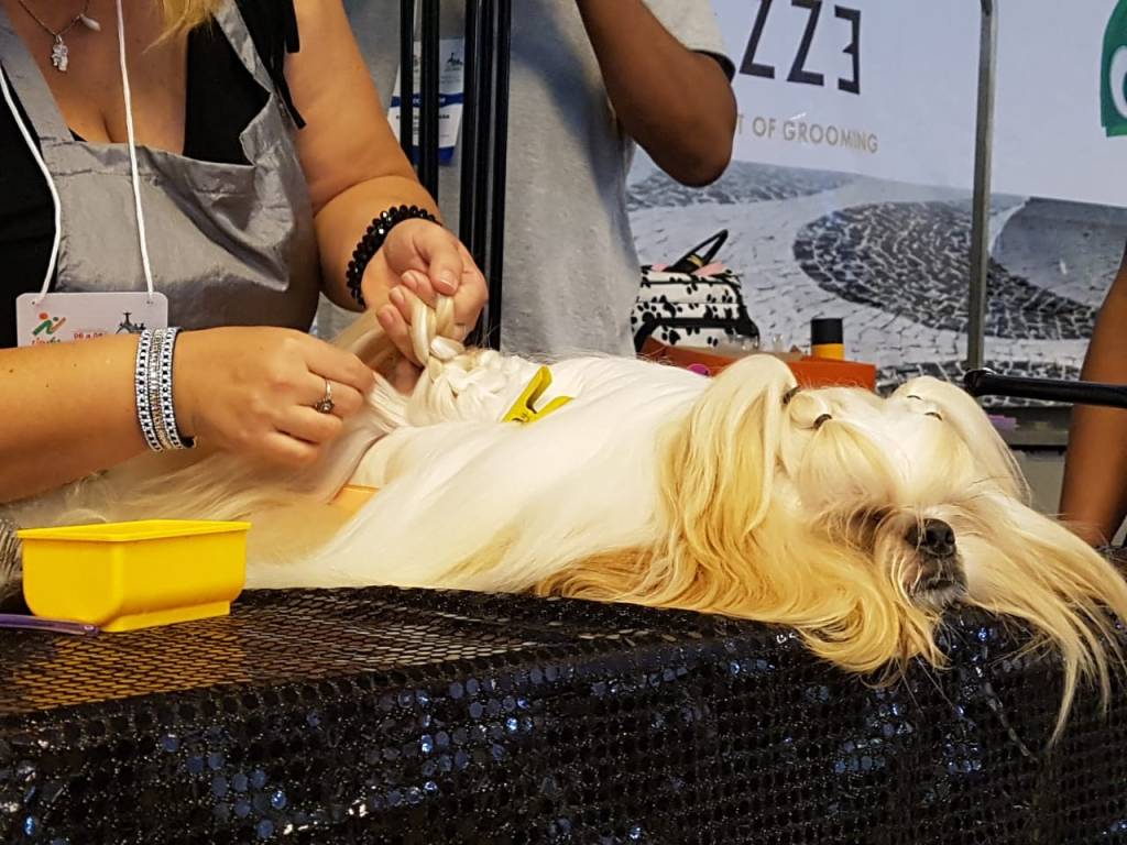 O Hair Stylist do universo&nbsp;pet