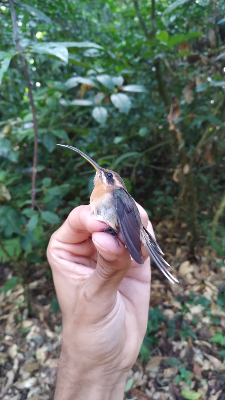 Produção científica é afetada pela&nbsp;pandemia