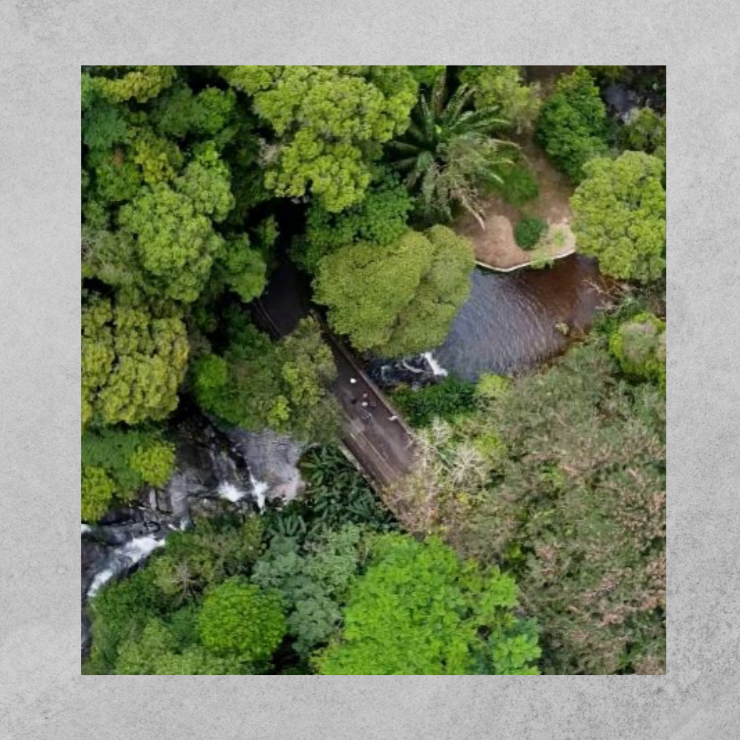 No aniversário do Parque Nacional da Tijuca, visitantes falam sobre a importância da história da Floresta
