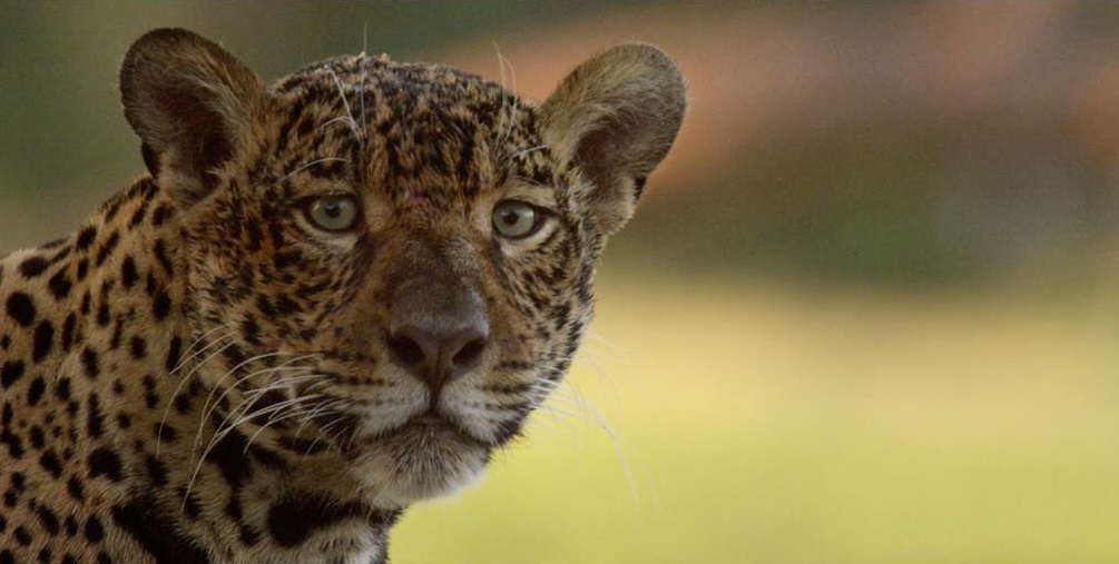 Agência UVA Barra Assistiu: Diário de uma&nbsp;Onça