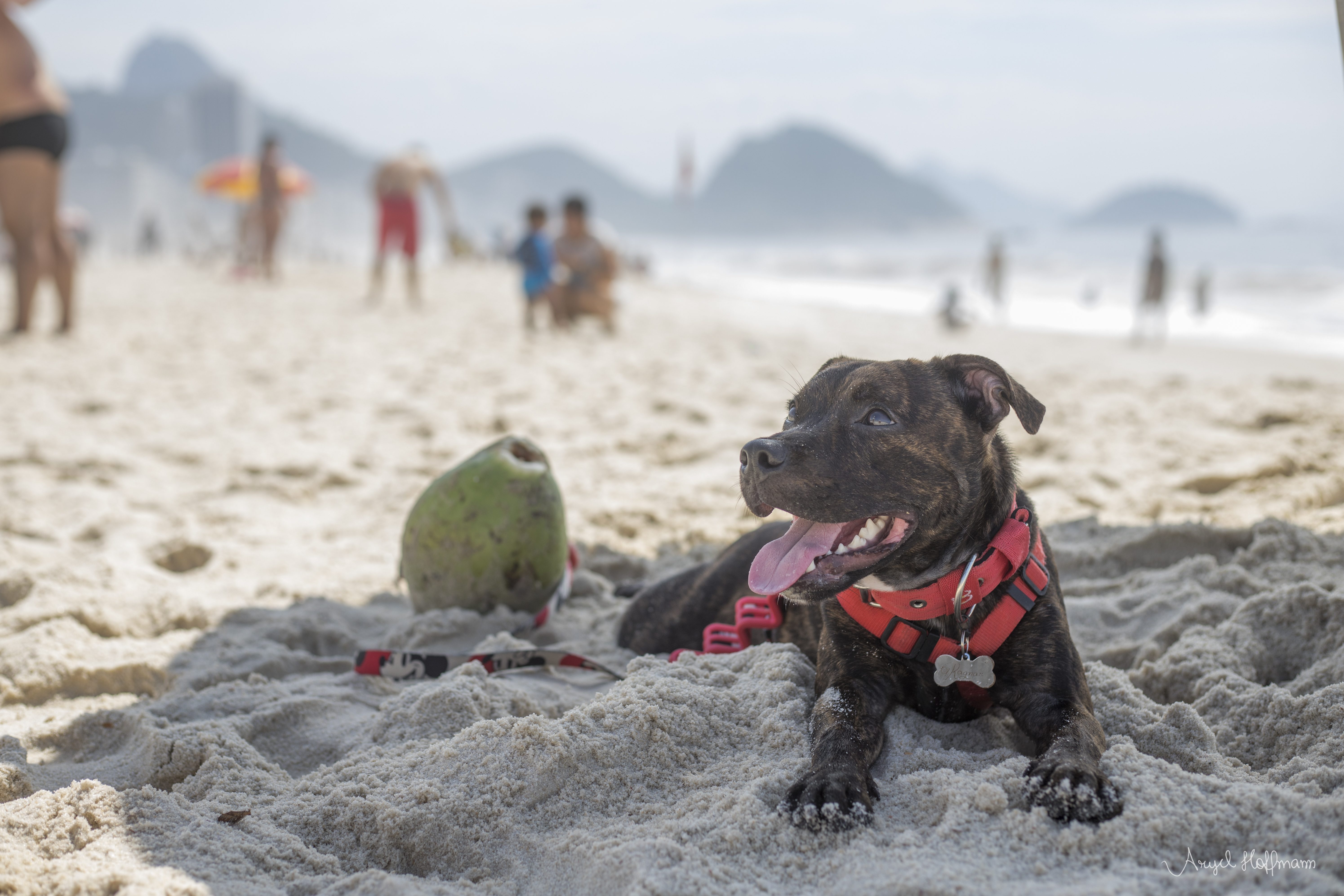 Onda de Calor Eleva Riscos e Exige Cuidados Especiais com os Pets