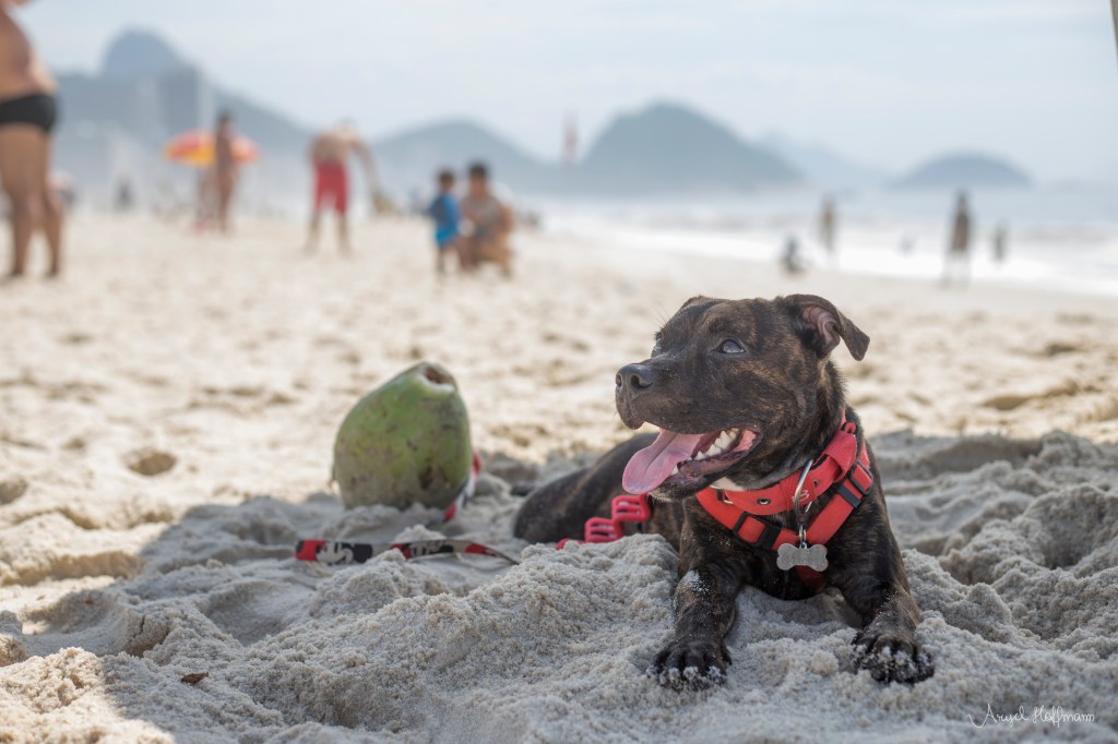 Onda de Calor Eleva Riscos e Exige Cuidados Especiais com os&nbsp;Pets
