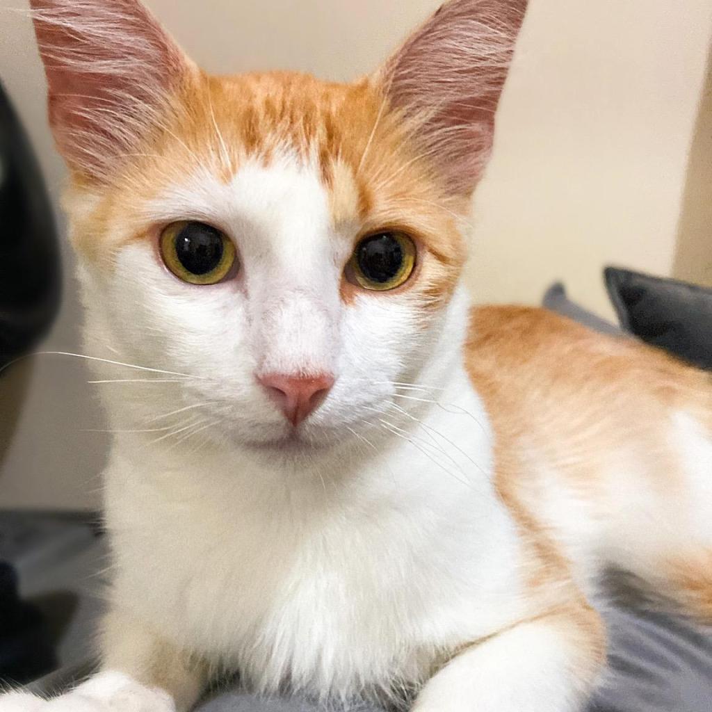 Adoção de animais e os benefícios para a nossa&nbsp;vida